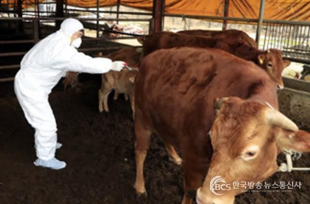 여주시, 하반기 구제역 백신 일제접종 실시
