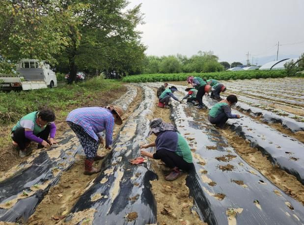 양평군 개군면 새마을회, 김장 배추 모종 심기 행사로 이웃사랑 실천
