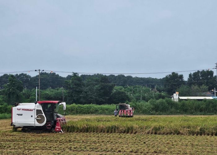 이천시 남부권, ‘해들’ 본격 수확 시작
