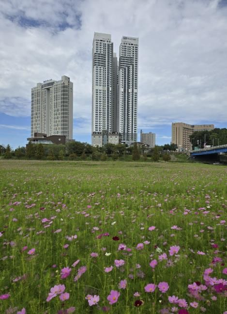 여주시민공원 경관농업단지 , 가을빛 물든 코스모스 대향연