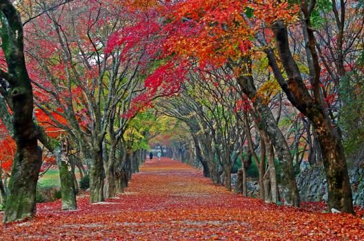 축제는 풍성하게, 관광은 쾌적하게! 확 달라진 정읍의 가을-내장산