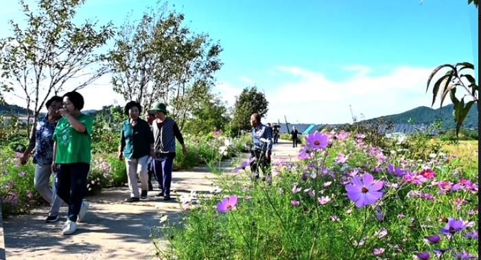 정읍 가리대마을, 주민 손으로 만든 코스모스 축제 성황