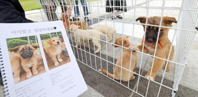 임실군, 임실N치즈축제서 유기 동물 입양 상담 등 홍보관 운영