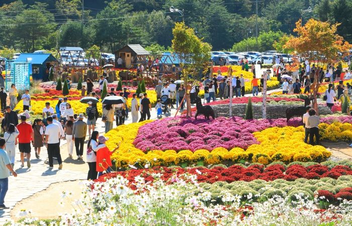 인제 가을꽃축제, 30만 명 돌파하며 성황리 폐막