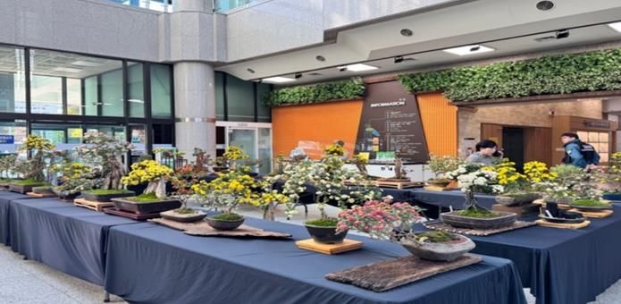 2024년 금정구청 1층 구민홀에서 개최된 국화분재 전시회
