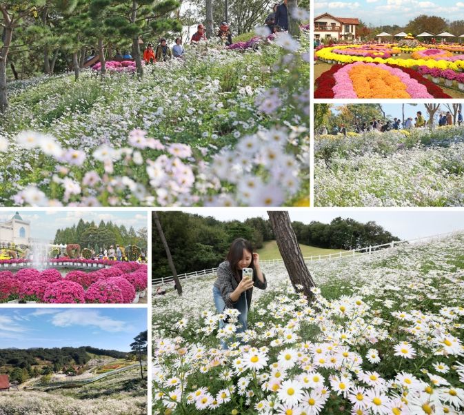 임실군, 국화와 구절초 등 만개