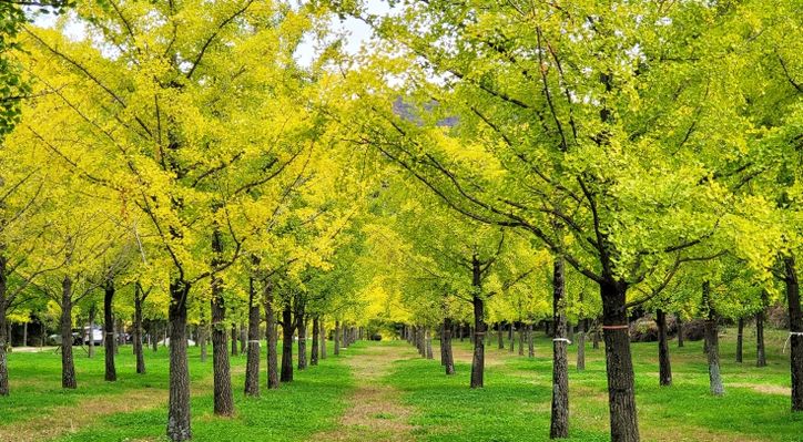 단풍과 축제가 어우러진 홍천의 가을