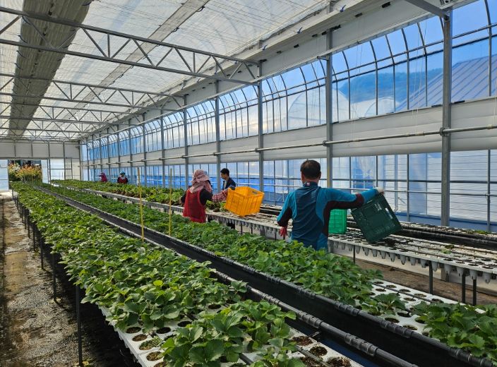 딸기묘 2만 5천 주 긴급 공급