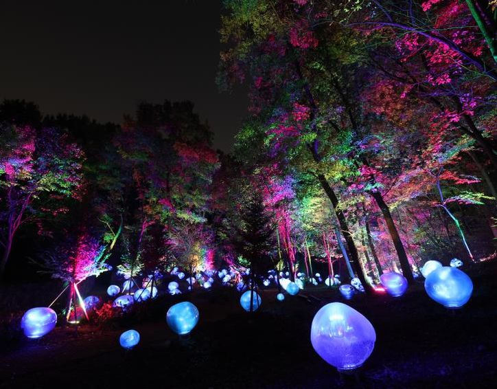 형형색색의 복사꽃 씨앗이 빛나는 도화씨 구간 전경