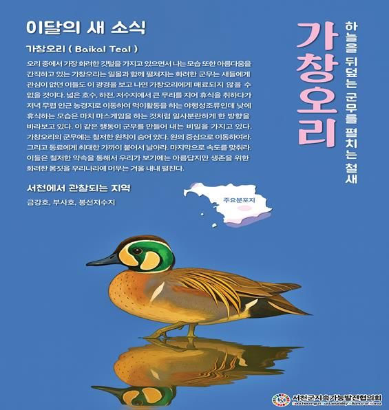 서천지속협 11월 이달의 새로 선정된 가창오리 포스터
