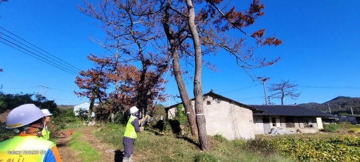 포항시가 2025년 하반기 위험목 제거사업으로 생활권 위험목을 제거하고 있다.