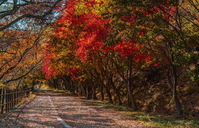울긋불긋 단풍·은빛 억새…빛고을의 가을 파노라마