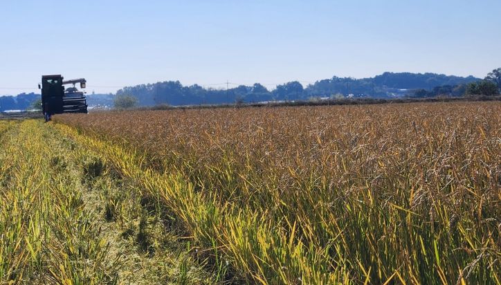 한번 모내기로 두번 수확 ‘움벼 재배’ 성공