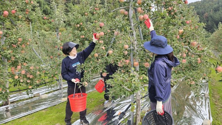 영덕군청 재무과 직원들이 농촌 일손 돕기 봉사활동을 펼치고 있다.