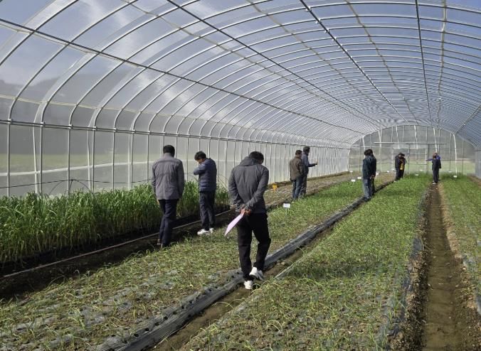 남해마늘연구소 '마늘 우량종구 생산' 박차