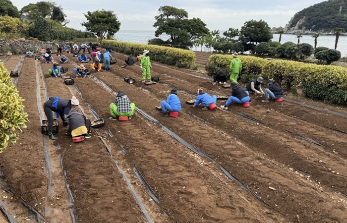 거제시, 수선화 3만구 추가 식재로 공곶이에 자연의 아름다움 더해