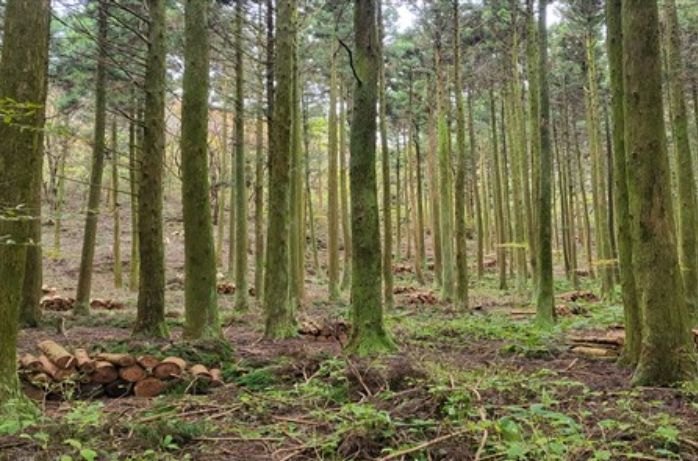 지속가능한 산림 순환 사업