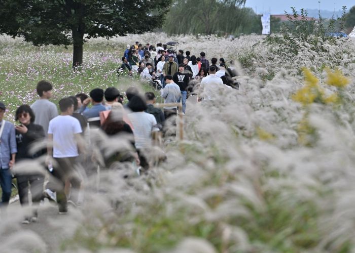 광주서창억새축제, 10만명 발길…18억원 경제효과
