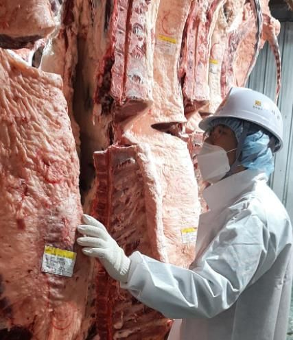 설 안전 축산물 공급- 도축 검사, 축산물 검사 사진
