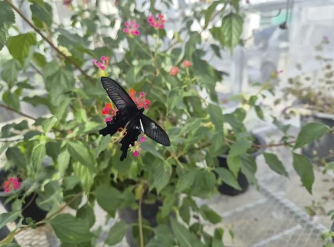 긴꼬리제비나비의 모습