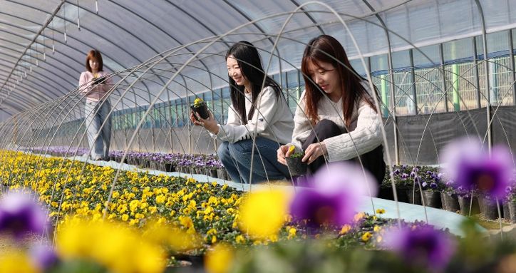 삼괴동 양묘장에서 봄꽃 재배 작업이 진행되고 있는 모습
