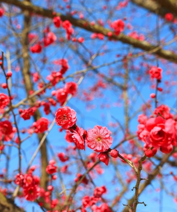 섬진강수달생태공원, 홍매화 개화·수달 3마리 추가 입식