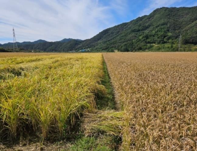 함안군, 벼 깨씨무늬병 등 병해충 예방 교육 실시