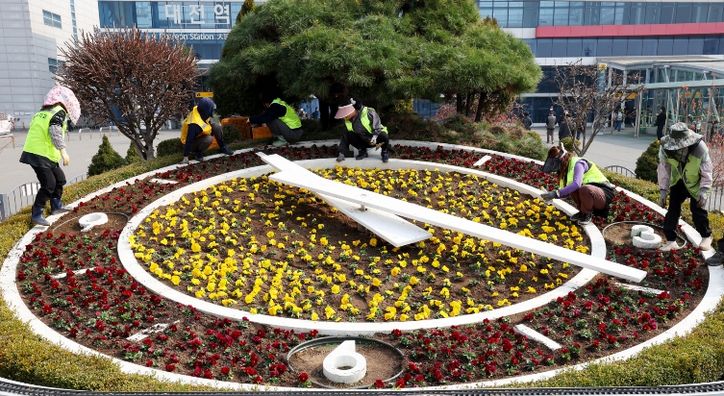 대전역 서광장 봄꽃 식재