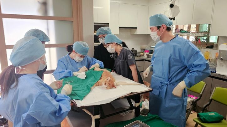 청주시, 길고양이와 사람의 공존 위한 TNR 사업 추진