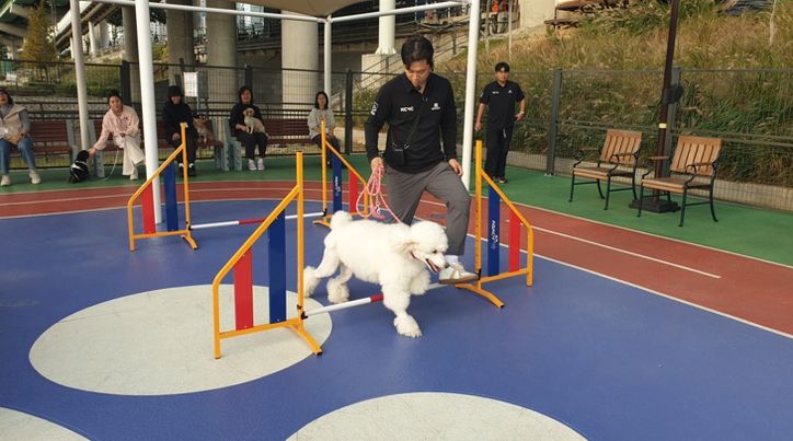 2025년 반려동물 문화교실에 참여한 반려견이 어질리티 교육을 받고있다
