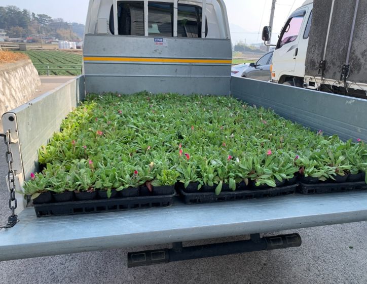 10개 읍면에 봄꽃 84,100본 공급