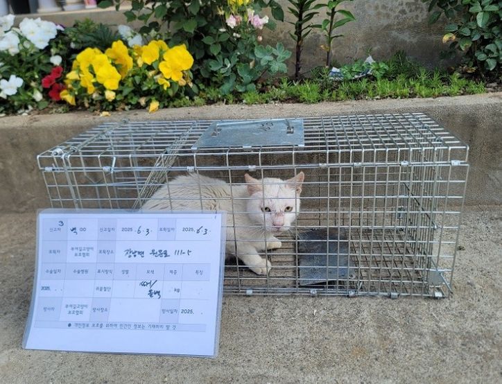 포획된 길고양이