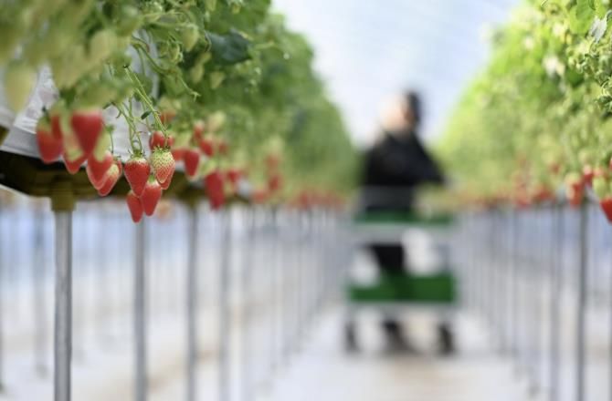 제3회 홍성군 은하면 딸기축제 취소