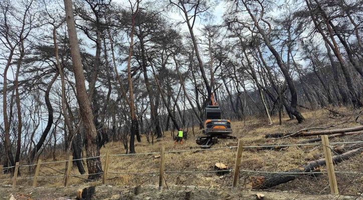 고운사 산불피해 위험목 제거사업 추진