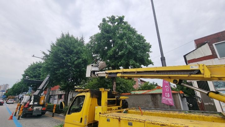 서구, 체계적 가로수 관리 추진