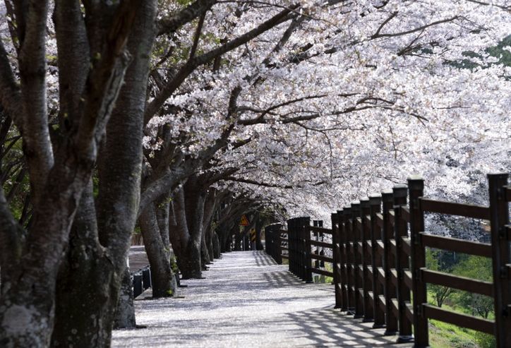 고흥군, 여행가는 달 ‘우주철도 999’ 특별운영.