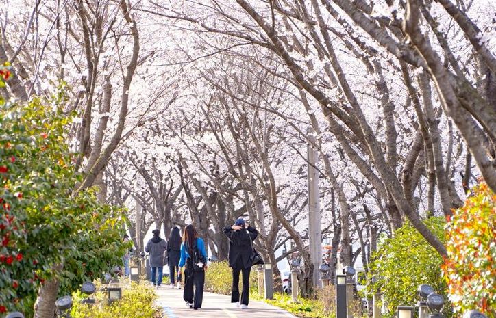 나주시가 오는 28일 영산포 풍물시장 일원에서 제3회 영산포 봄 벚꽃 버스킹 축제를 개최한다. 사진은 2025년도 제2회 영산포 봄 버스킹 행사 사진.