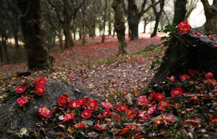 제3회 깅진 백련사 동백축제가 오는 27일 개막한다.