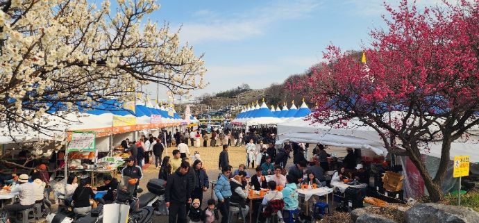 광양매화축제, 71만 흥행