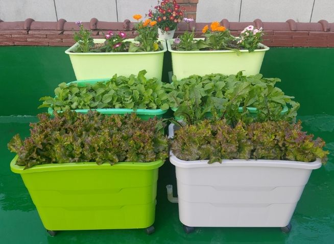 상자텃밭 사진