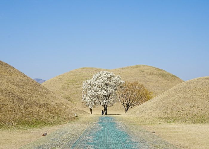 대릉원 목련포토존