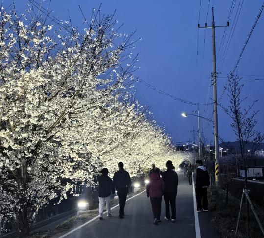 지난해 벚꽃이 만개한 천안시 원성천 산책로에서 시민들이 야간 경관조명이 켜진 벚꽃길을 걷고 있다.