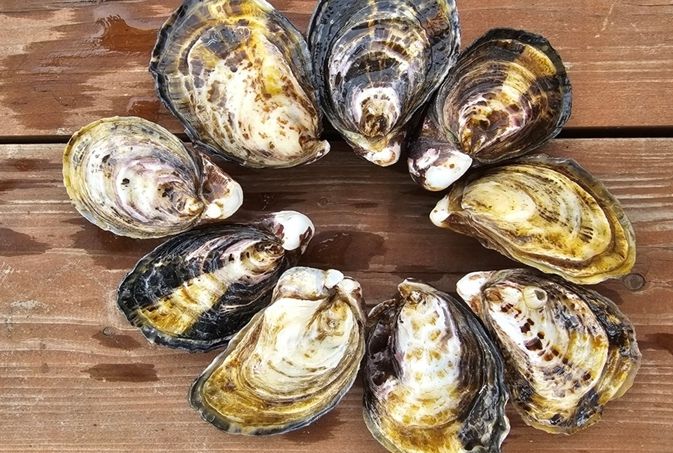 ‘개체굴 양식 공모사업’ 선정, 친환경·고부가가치 양식 전환 본격화