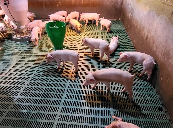 양돈장 사진(행복농장)