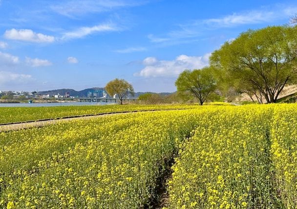 나주시가 영산강 둔치 일원에 대규모 유채꽃 단지를 조성해 봄맞이 방문객들을 맞이한다.