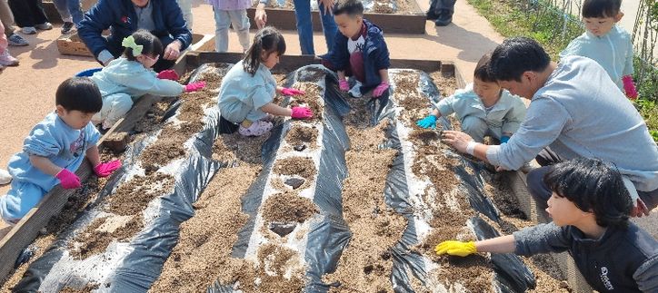 영덕군농업기술센터 ‘제2회 어린이 농부학교’에 참여한 어린이들이 감자를 파종하고 있다.