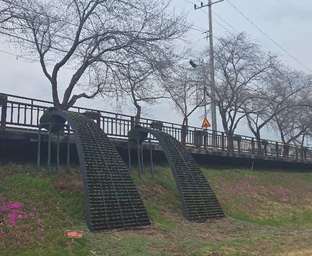 금산천 데크로 꽃폭포