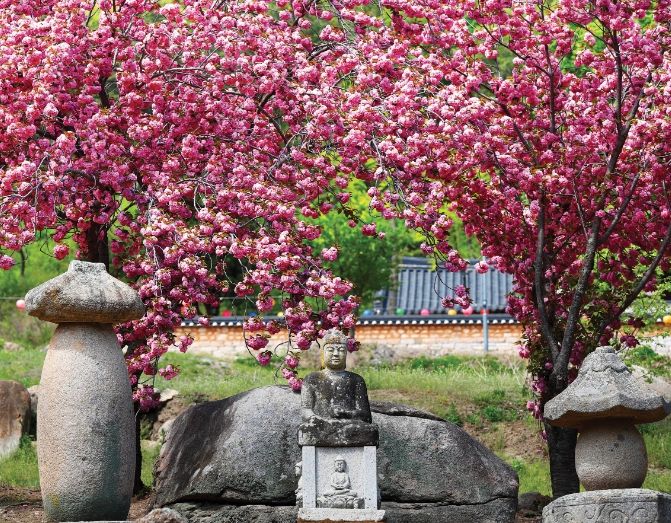 환성사, 겹벚꽃 힐링 0.5 경산 관광