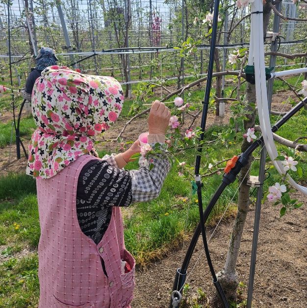 안동시, 사과 저온 피해 극복 위해 ‘인공수분’ 당부