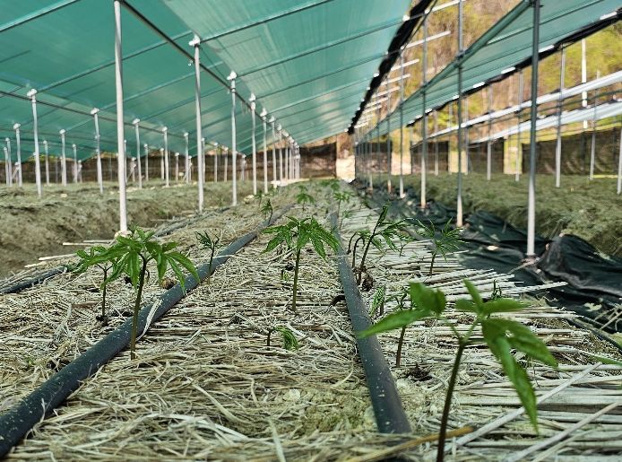 안정적 인삼 생산, 생육 초기 환경관리